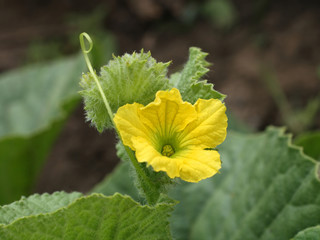 Melon flower