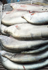 Obraz premium Fresh fish in the market.