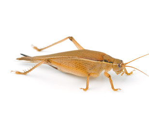 grasshopper isolated on white background