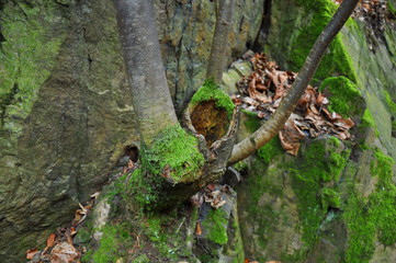photo of nature in middle Europe