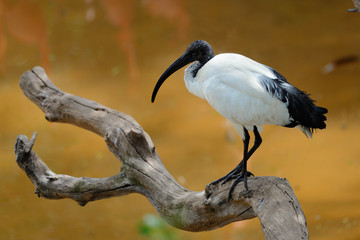 Ibis
