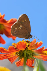 Obraz premium Braune Waldvogel, Aphantopus hyperantus,Name Schornsteinfeger