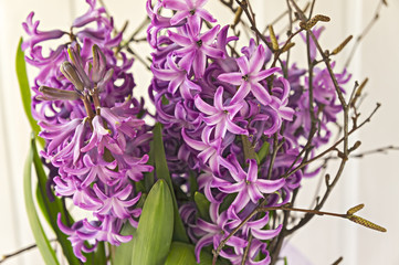 hyacinth  purple