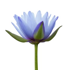 Photo sur Plexiglas fleur de lotus lotus bleu