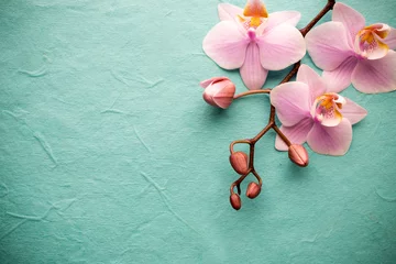 Foto op Plexiglas Orchidee Orchidee.