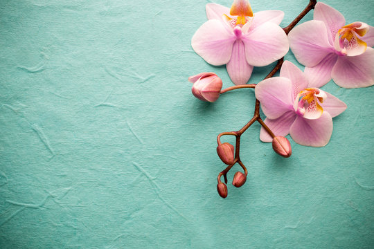 Fototapeta Orchid.