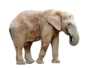 Naklejka na ściany i meble African elephant isolated on white