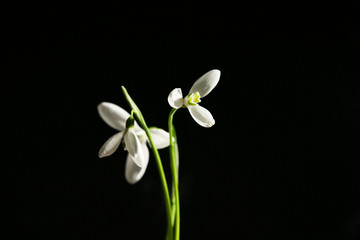 Fototapeta premium Beautiful bouquet of snowdrops on black background