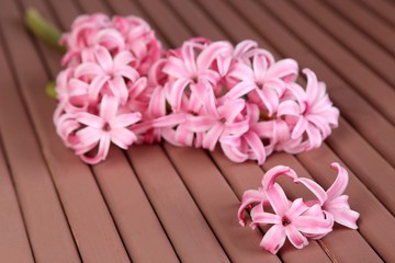 Pink hyacinth on wooden background