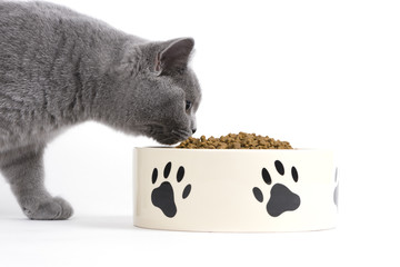 Katze beim Fressen / Trockenfutter für Katzen