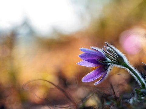 Violet Pasqueflower