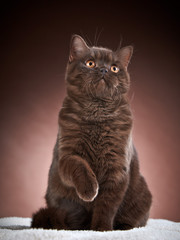 brown british short hair cat