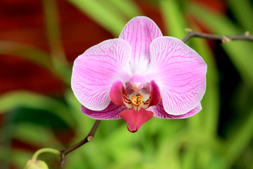 Nice orchid flower