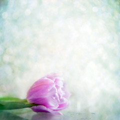 Obraz premium One tulip flower in drops on a gray background