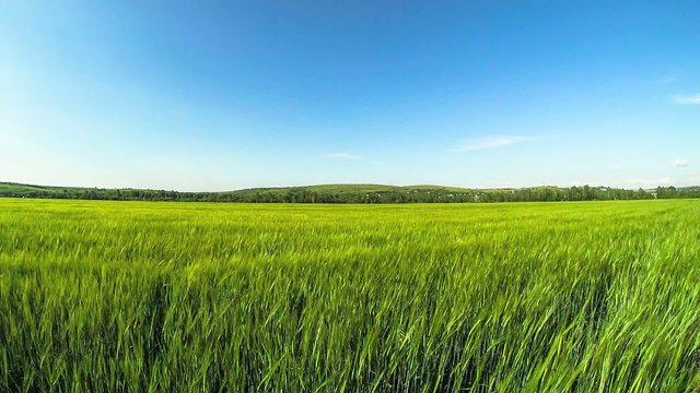 Background image of lush grass field under blue sky