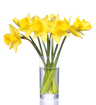 Yellow narcissus in transparent vase, isolated on white. Spring