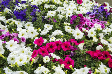 Mixed petunia flowers