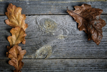 Dry oak leaves on grey boards