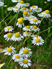 Chamomile flowers field