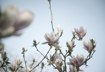 Magnolien