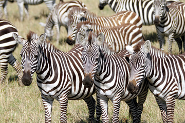 Fototapeta na wymiar Grupa pięknej Zebra w Savanna, Masai Mara