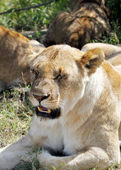 Obraz premium Face of a lioness