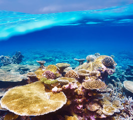 Coral reef at Maldives