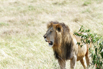 A lion near a bush