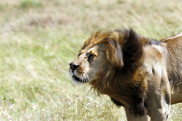 A lion rotating his head to remove the flies