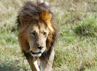 A lion walking on the Masai Mara grassland