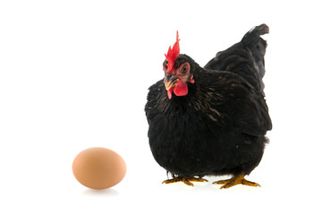 Black chicken with egg on white background