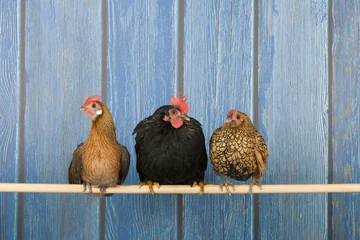 Foto auf Acrylglas Hähnchen Hühner im Hühnerstall
