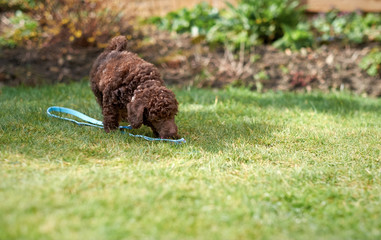 Miniature Poodle Puppy