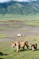 African predators in Ngorongoro National Park, lioness and lion