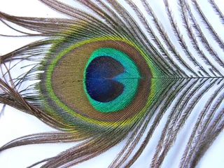 Papier Peint photo Lavable Paon penna di coda di pavone