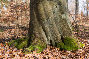Fototapeta premium Baum und Laubbedeckter Waldboden