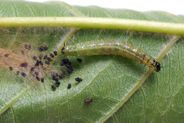 Moth caterpillar  on a cherry leaf - obrazy, fototapety, plakaty