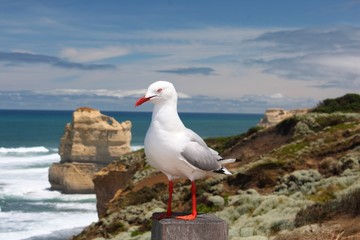 Sea gull near Twelve Apostles limestone stacks, Victoria (AUS)