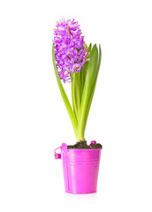 Spring pink hyacinth isolated over white background