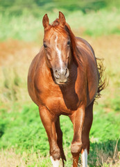 moving  sorrel  horse at freedom