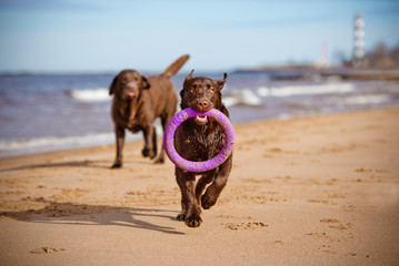 happy labrador dog playing at the sea