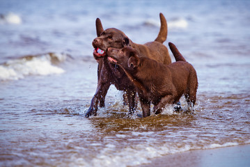 dogs playing in water