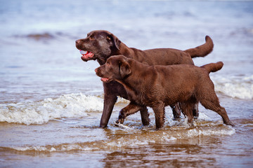 two labrador dogs at the sea