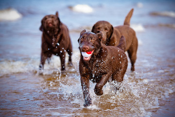 dogs playing at the sea