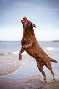 Labrador Retriever Dog Jumping Up