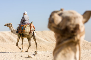 Egyptian Camels in the desert