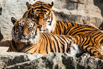 Fototapeta premium Tiger Close Up Portrait