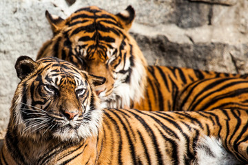 Fototapeta premium Tiger Close Up Portrait