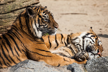 Tiger Close Up Portrait
