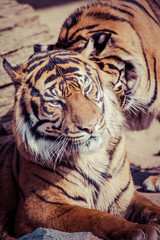 Fototapeta premium Tiger Close Up Portrait